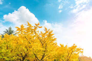 Beautiful yellow ginkgo tree in nature park,autumn landscape. - obrazy, fototapety, plakaty