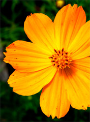close-up yellow orange commos flower in garden