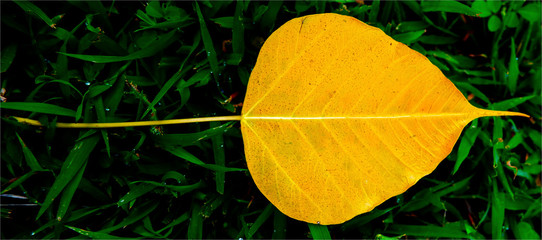 Close-up yellow bothi leaf fall on green grass