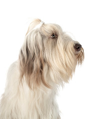 bearded collie in studio
