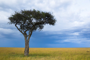 Fototapeta na wymiar Acacia Tree on the Savanna in Africa.