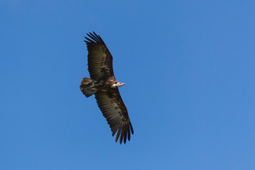 Hooded Vulture, Necrosyrtes monachus, in Flight, Kenya, Africa.