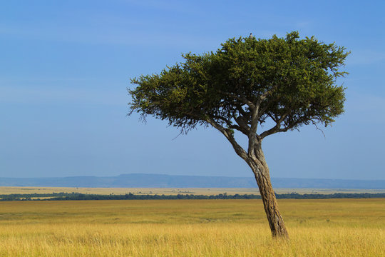 Acacia tree in savanna in Kenya, Africa