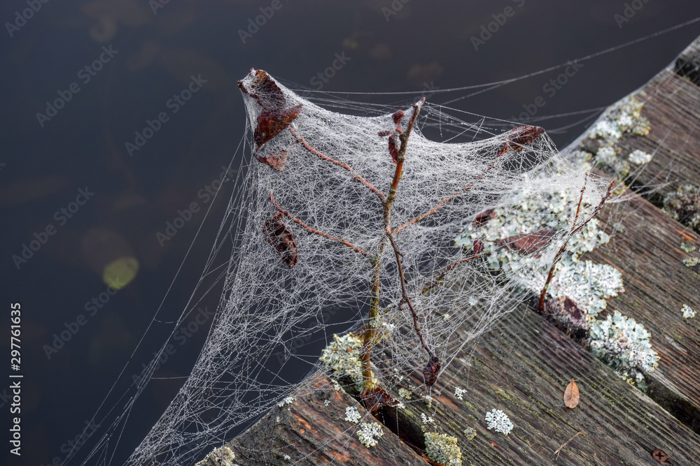 Wall mural dew drops on spider web in foggy field in morning. spider web dew macro view. spider web dew drops i