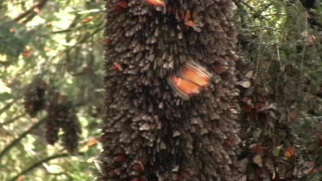 Monarca Butterflies flying and nesting