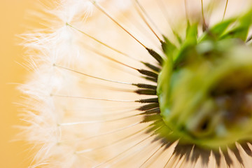closeup of dandelion seeds