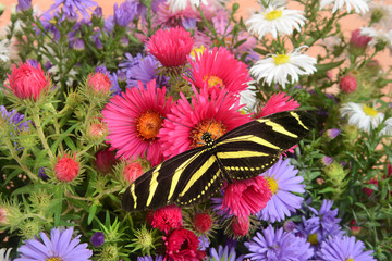 Blumen 1166 © K.-U. Häßler