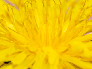 closeup of yellow dandelion flower
