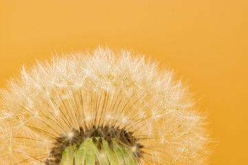 Dandelion seeds
