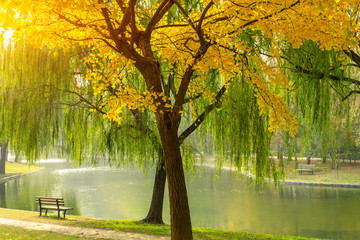 Obrazy  Piękne żółte drzewo ginkgo w parku przyrody, jesienny krajobraz.