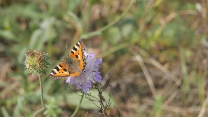  Butterfly urticaria on a flower eats nectar.