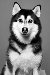 husky black and white