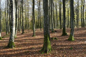 Autumn in a pomeranian forest