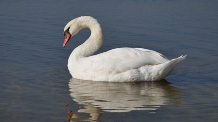 White swan swims on the lake.
