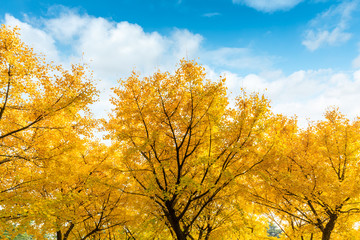 Beautiful yellow ginkgo tree in nature park,autumn landscape.
