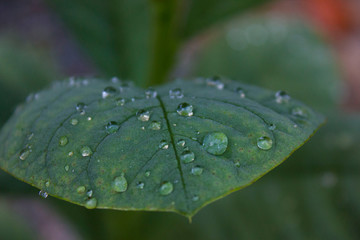 Dew on the leaves in the morning