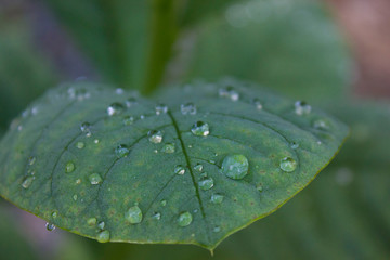 Dew on the leaves in the morning