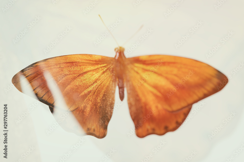 Wall mural blurred abstract butterfly. double exposure. tropical insect