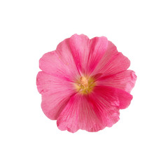 Pink mallow flower isolated on a white background