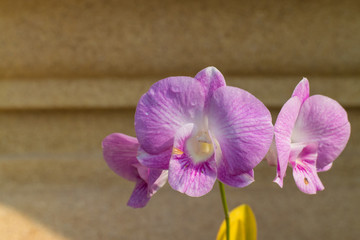 Naklejka na ściany i meble Purple orchid with the leaf under sunlight