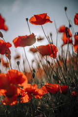 Obraz premium maki w polu