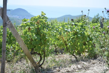 Fototapeta na wymiar vineyards on the mountain by the sea