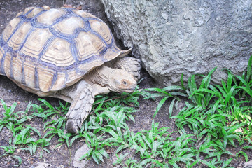 Old turtle  crawling on green grass background