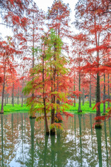Beautiful colorful forest and water reflection in nature park,autumn landscape.