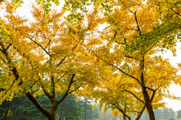 Fototapeta na wymiar Beautiful yellow ginkgo tree in nature park,autumn landscape.