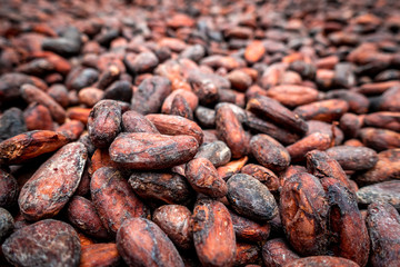Close up raw cacao beans at an organic cacao chocolate farm in Sarapiqui, Costa Rica. Artisanal...