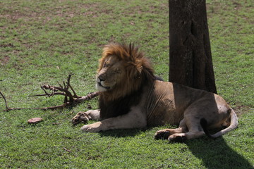 Lion King of Maasai Mara