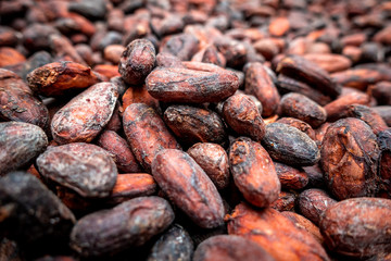 Close up raw cacao beans at an organic cacao chocolate farm in Sarapiqui, Costa Rica. Artisanal chocolate. 