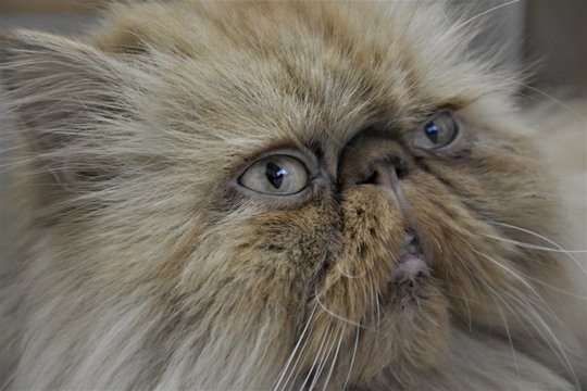 Retrato en primer palno de gato persa