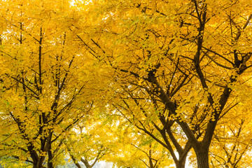 Beautiful yellow ginkgo tree in nature park,autumn landscape.