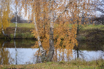 Fototapeta na wymiar yellow birch near the water