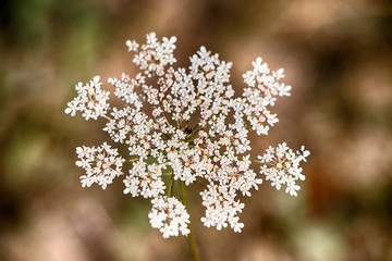 Anise plant macro photo