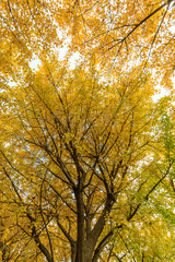 Beautiful yellow ginkgo tree in nature park,autumn landscape.