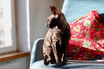 A Cornish Rex cat sitting in the sun