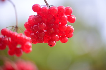 red fruits of viburnum