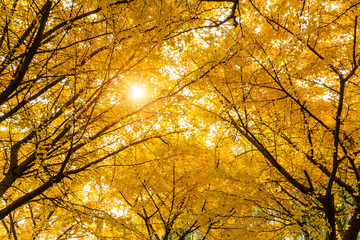 Beautiful yellow ginkgo tree in nature park,autumn landscape.