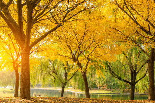 Beautiful yellow ginkgo tree in nature park,autumn landscape.