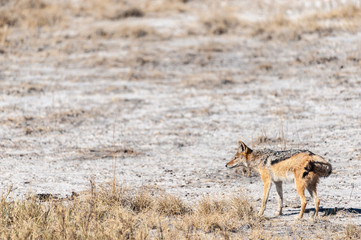 A side-striped Jackal -Canis Adustus- hunting for prey in Etosha National Park, Namibia.