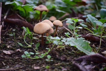 mushrooms