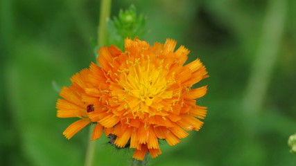 Blume