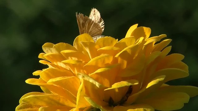 Leicht versteckt krabbelt der Dickkopffalter in der gelben Zinnienbl&uuml;te