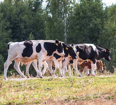 a herd of cows and gobies for a walk
