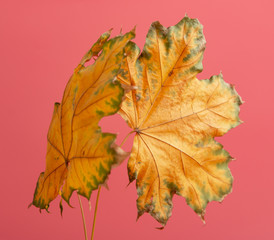 maple autumn leaves on a pink background