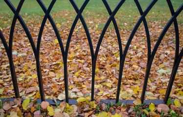 old metal fence in city autumn park, tree with yellow foliage background