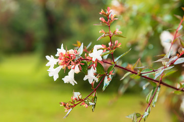 Fototapeta premium white flowers on a branch