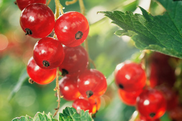 Obraz premium Red currant tasty ripe berries growing on the branch outdoors in summer garden and lit by the setting sun beams